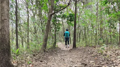 POV Walking Through Deep Forest Trail, Calm Nature Experience Video stock 327305177