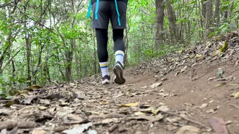 POV Walking Through Deep Forest Trail, Calm Nature Experience Video stock 327305178