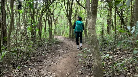 POV Walking Through Deep Forest Trail, Calm Nature Experience Video stock 327305307