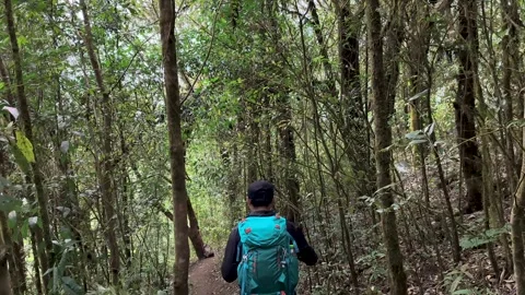 POV Walking Through Deep Forest Trail, Calm Nature Experience Video stock 327305308