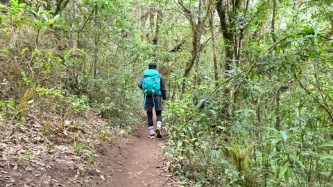 POV Walking Through Deep Forest Trail, Calm Nature Experience Video stock 327305309