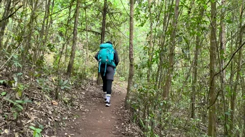 POV Walking Through Deep Forest Trail, Calm Nature Experience Video stock 327305310