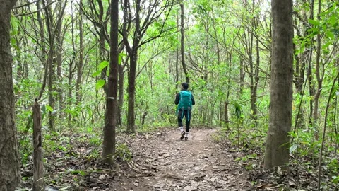 POV Walking Through Deep Forest Trail, Calm Nature Experience Video stock 327305316