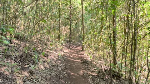 POV Walking Through Deep Forest Trail, Calm Nature Experience Video stock 327440137