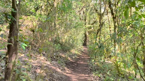 POV Walking Through Deep Forest Trail, Calm Nature Experience Video stock 327440161