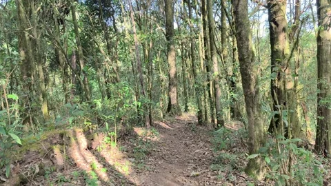 POV Walking Through Deep Forest Trail, Peaceful Nature Experience Video stock 327440182