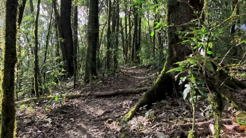 POV Walking Through Deep Forest Trail, Peaceful Nature Experience Video stock 327440187
