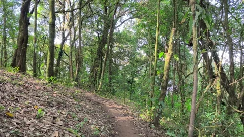 POV Walking Through Deep Forest Trail, Peaceful Nature Experience Video stock 327440220