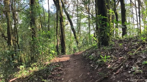 POV Walking Through Deep Forest Trail, Peaceful Nature Experience Video stock 327440244