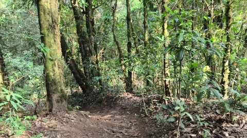 POV Walking Through Deep Forest Trail, Peaceful Nature Experience Video stock 327440249