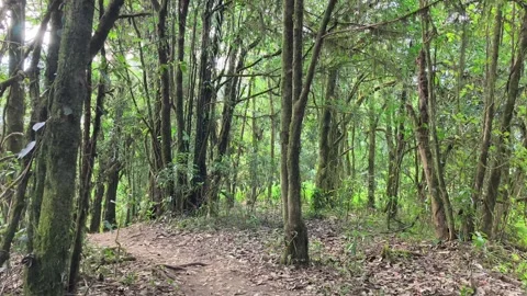 POV Walking Through Deep Forest Trail, Peaceful Nature Experience Video stock 327440290