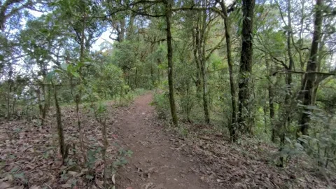 POV Walking Through Deep Forest Trail, Peaceful Nature Experience Video stock 327440345