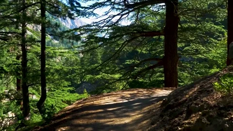 POV Walking Through a Dense Forest with Magical Sunrays Piercing the Trees. Video stock 325763578