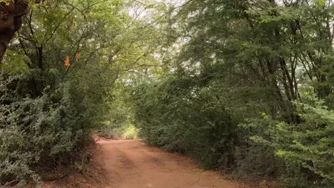 POV Walking Through Dense Green Forest Path | Rural Dirt Road Woods 库存影片 331800674