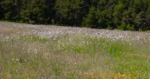 Pov walking through flowers next to forest Stock Footage 101472384