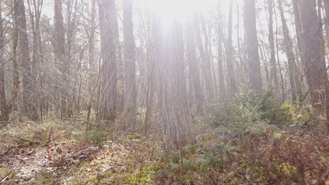 POV || Walking through Forest 01 Video stock 109598202