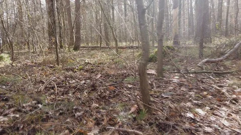 POV || Walking through Forest 02 Video stock 109598099