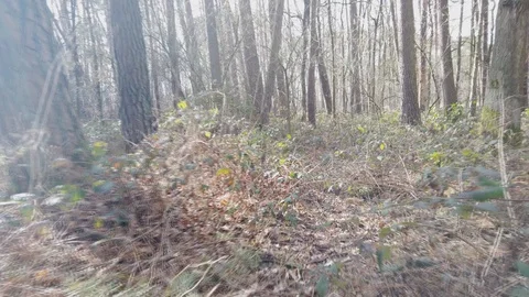POV || Walking through Forest 03 Stock Footage