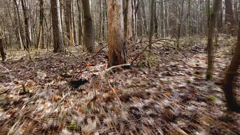 POV || Walking through Forest 05 Video stock 109604150