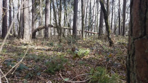 POV || Walking through Forest 07 Video stock 109602577