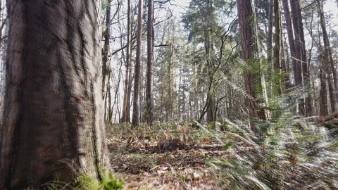 POV || Walking through Forest 08 Video stock 109603653