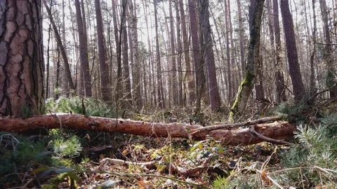 POV || Walking through Forest 09 Video stock 109604202