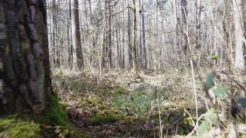 POV || Walking through Forest 10 Video stock 109604067