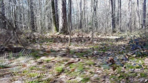 POV || Walking through Forest 11 Video stock 109603895