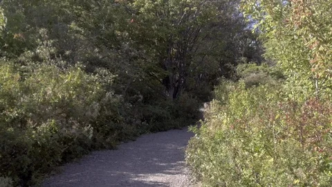 POV Walking Through Forest 2 Stock Footage 90986019