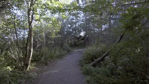 POV Walking Through the Forest 3 Stock Footage 91014773