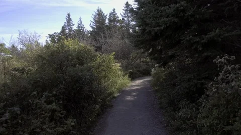 POV Walking Through the Forest 4 Stock Footage 91017608