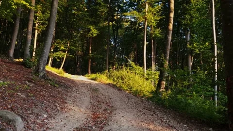 POV walking through a forest during a warm autumn sunset. Warm sunlight Stock Footage 162303072