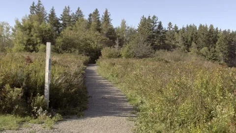 POV Walking through Forest Stock Footage 91010199