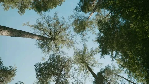 POV Walking Through Forest Looking Up Stock Footage 95729795