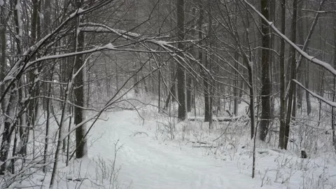 POV of walking through forest on a snowy day. 4K. Video stock 144254149