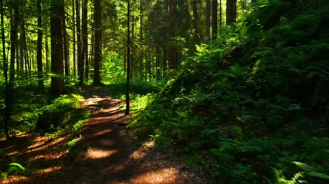 POV, walking through forest, steadycam shot. 库存影片 26375966