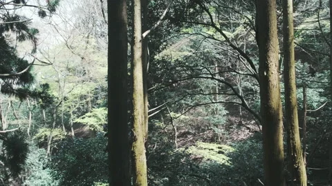 POV walking through forest as sun peeks through trees. Look Up View in Tropical Stockbeeldmateriaal 134251155