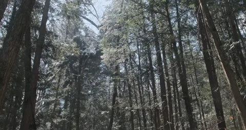 POV walking through forest as sun shines through trees, water drops falling as Stock-Footage 134548782
