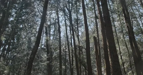 POV walking through forest as sun shines through trees, water drops falling as Video stock 135220259