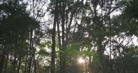POV walking through forest as sun shines through trees. Look Up View in Tropical Stockbeeldmateriaal 136347435