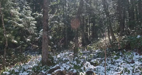 POV walking through forest as sun shines through trees, water drops falling as Video stock 140785874