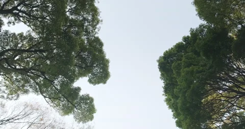 POV walking through forest as sun shines through trees. Look Up View in Tropical Vídeo Stock 141650867