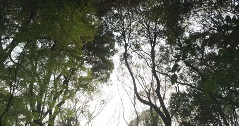 POV walking through forest as sun shines through trees. Look Up View in Tropical 스톡 동영상 141650945