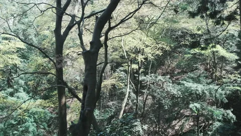 POV walking through forest as sun peeks through trees. Look Up View in Tropical Видео 143283504