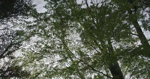 POV walking through forest as sun shines through trees. Look Up View in Tropical Видео 143283752