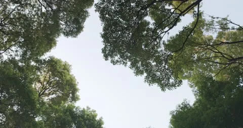 POV walking through forest as sun shines through trees. Look Up View in Tropical Stockbeeldmateriaal 146155054