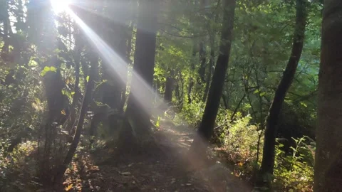 POV WALKING THROUGH FOREST WITH SUN COMING THROUGH TREES 4K Stock Footage 232295082