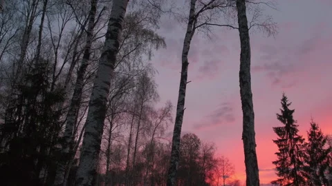 POV walking through forest at sunset. Beautiful red sky through trees. Look Up Stock Footage 146665434