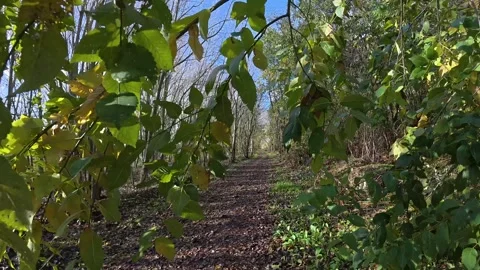 POV walking through the forest through the tree branches Stock Footage 322171850