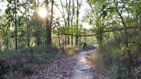 POV Walking Through a Forest Trail in Summer 4K Vídeos de archivo 341315047